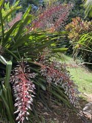 Portea petropolitana
