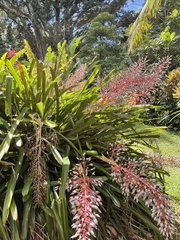 Portea petropolitana