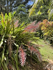 Portea petropolitana