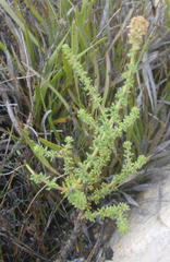 Selago glomerata