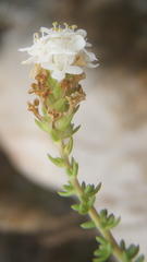 Selago glomerata