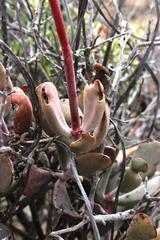 Cotyledon orbiculata orbiculata