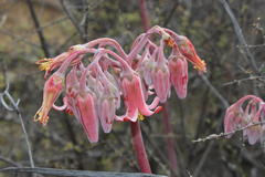 Cotyledon orbiculata orbiculata