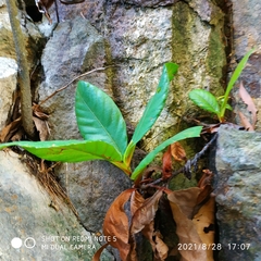 Dillenia suffruticosa