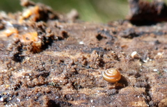 Euconulus