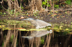 Butorides striata macrorhyncha