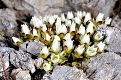 Gentianella filipes
