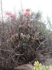 Cotyledon orbiculata orbiculata