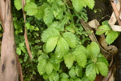Elatostema cuneatum