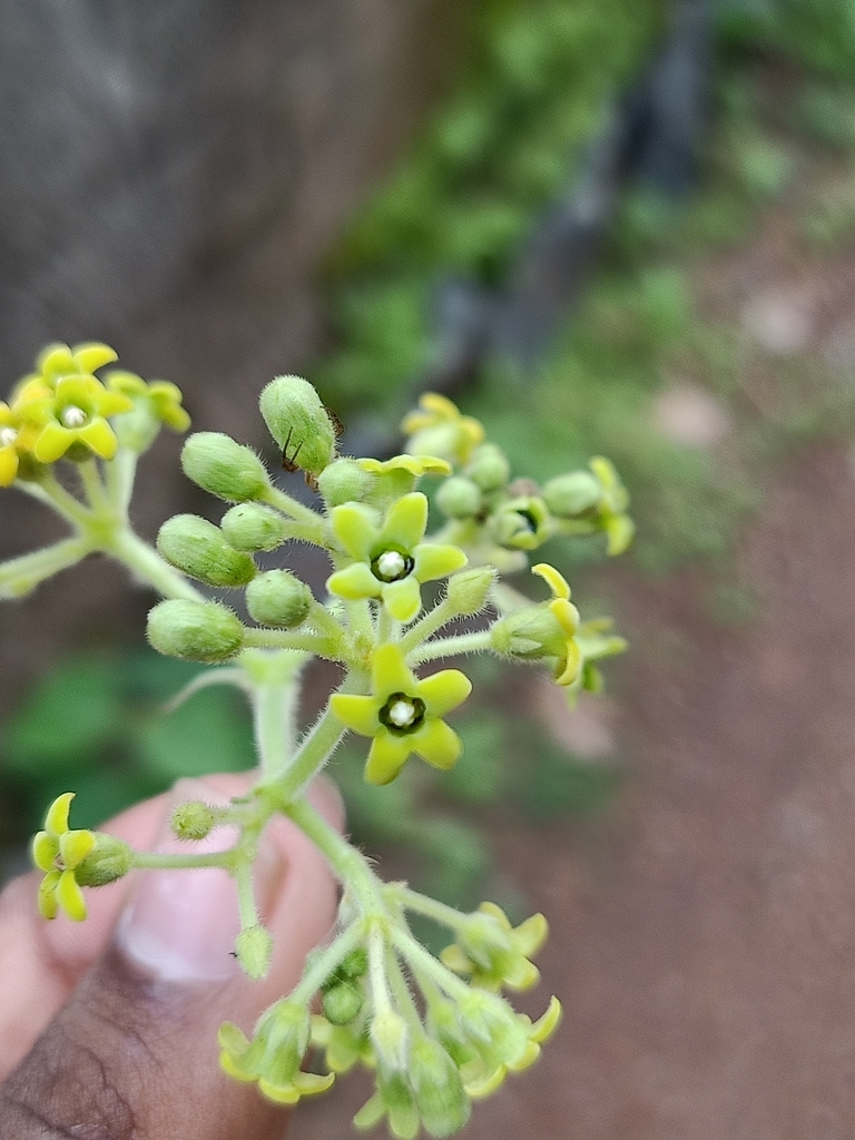Gongronemopsis tenacissima; photograph Pranav Chandra Bose, CC BY, iNaturalist via GBIF