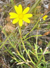 Osteospermum asperulum