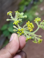 Pranav Chandra Bose, CC BY, iNaturalist via GBIF Gongronemopsis tenacissima, photograph Pranav Chandra Bose, CC BY, iNaturalist via GBIF