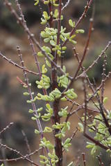 Portulacaria fruticulosa