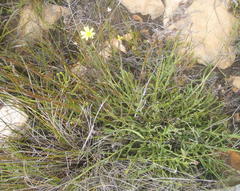 Osteospermum asperulum