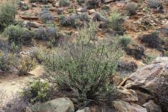 Portulacaria fruticulosa