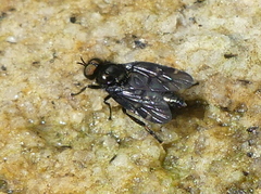 Berisina maculipennis