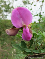 Tephrosia grandiflora