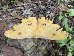 Antheraea yamamai
