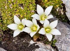 Gentianella filipes