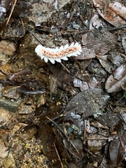 Neopreptos marathusa