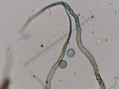 Trichia botrytis