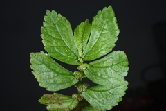 Elatostema cuneatum