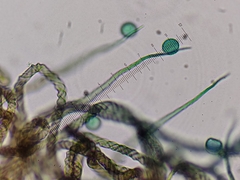 Trichia botrytis