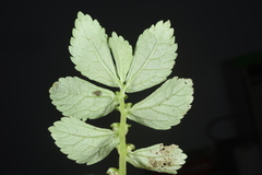 Elatostema cuneatum