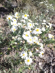Olearia pimeleoides