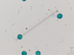 Trichia botrytis