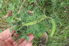 Tephrosia grandiflora