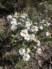 Olearia pimeleoides