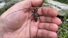 Cerambycidae