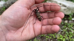 Cerambycidae