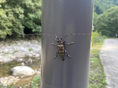 Cerambycidae