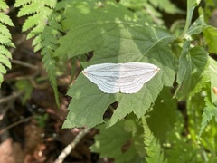 Lepidoptera