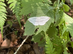 Lepidoptera