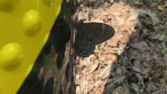 Papilionoidea