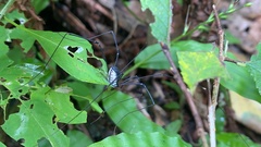 Opiliones