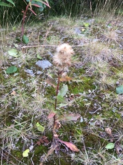 Solidago virgaurea lapponica