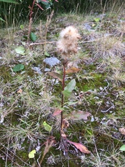 Solidago virgaurea lapponica