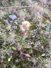 Solidago virgaurea lapponica