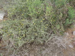 Roepera lichtensteiniana