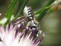 Megachile apicalis