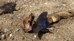 Papilio maackii