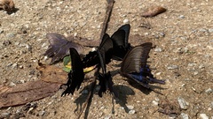 Papilio maackii