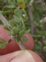 Roepera lichtensteiniana