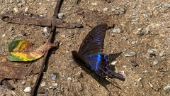 Papilio maackii