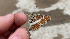 Papilionoidea