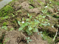 Lindernia procumbens
